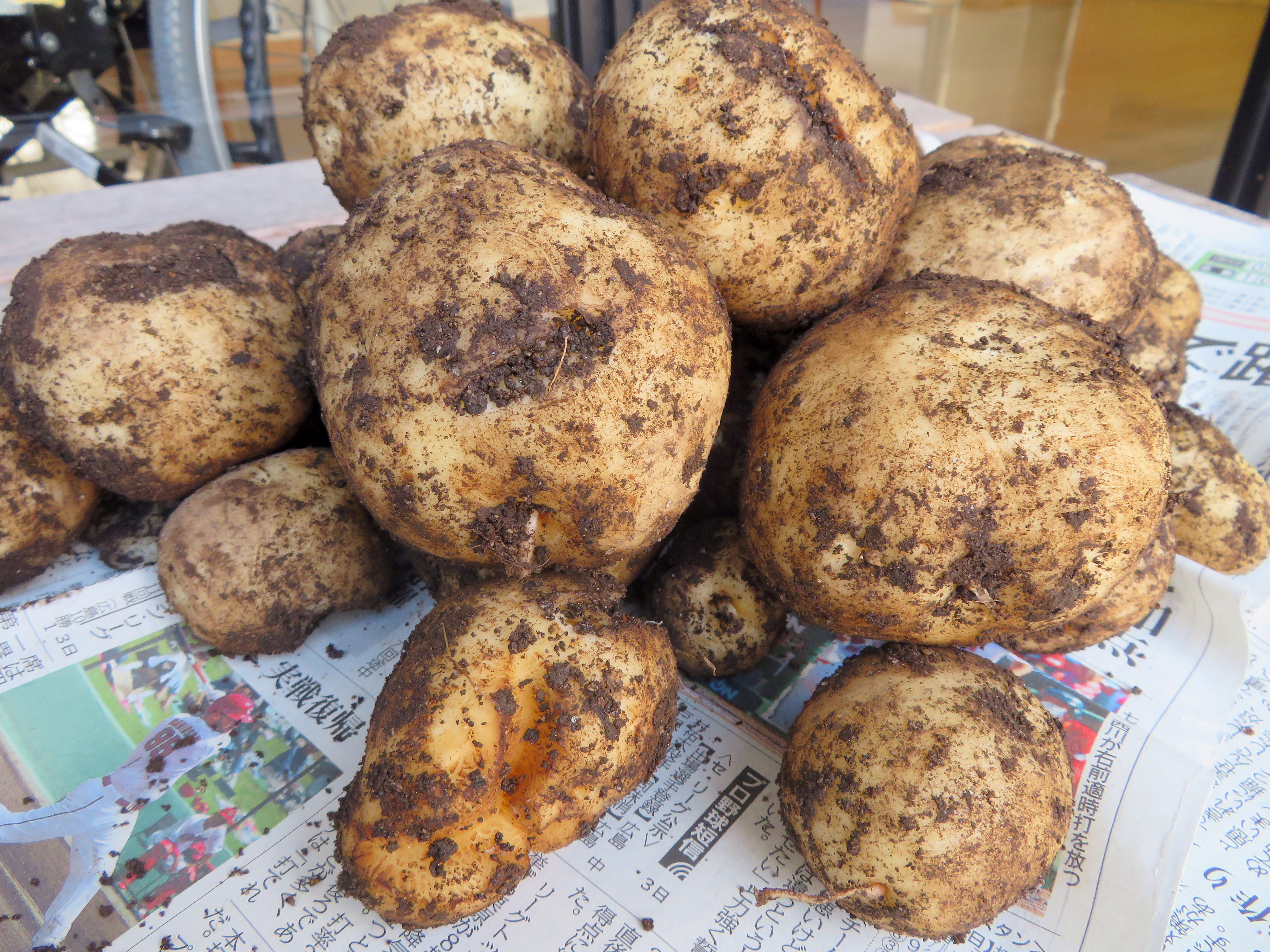 秋じゃがいも収穫しました！