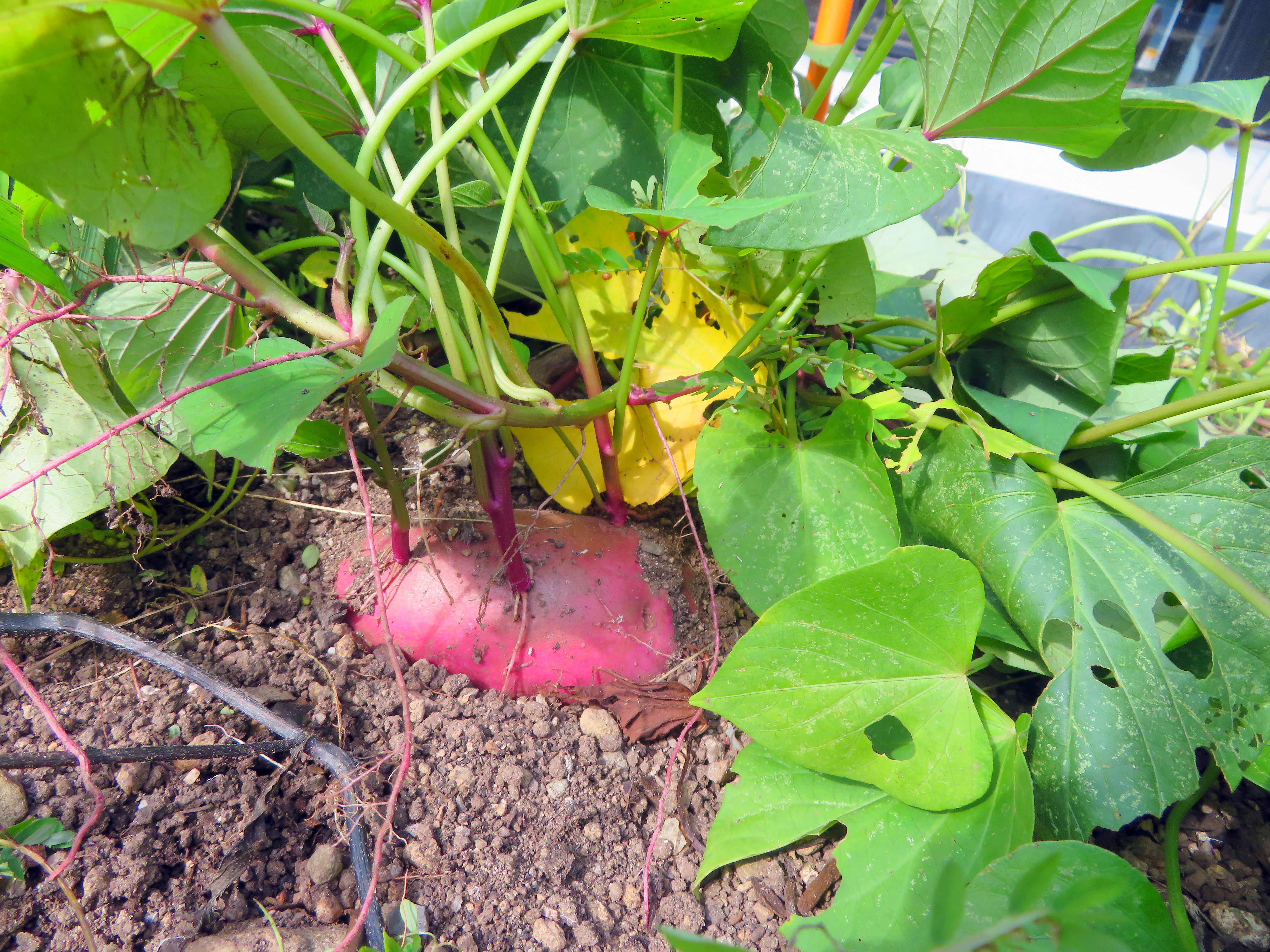 さつま芋掘り